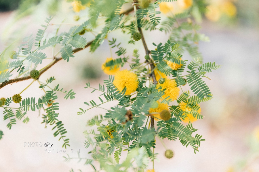 大內頭社小旅行