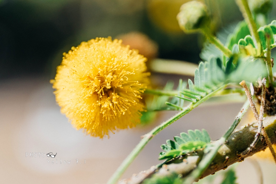 大內頭社小旅行