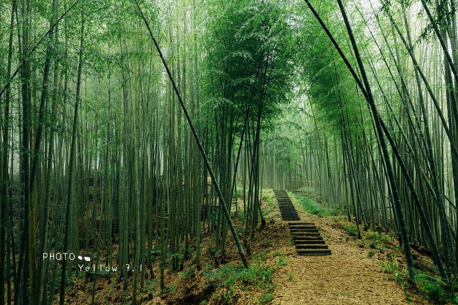 草嶺石壁森林療癒基地