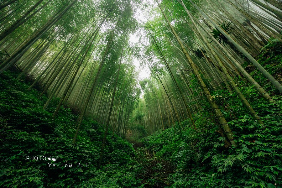 草嶺石壁森林療癒基地