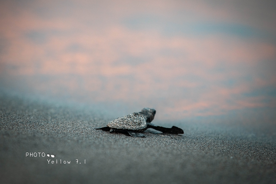 Pawikan Conservation Center