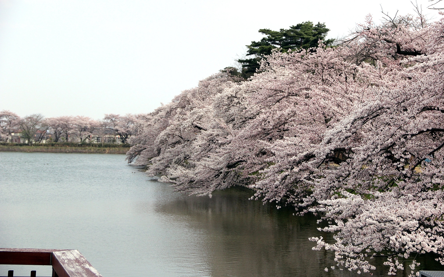 郡山之春賞櫻旅行